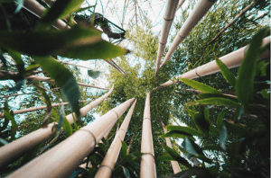 Bamboo growth