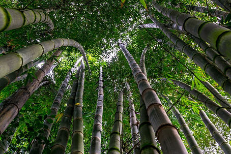 Bamboo leaftops